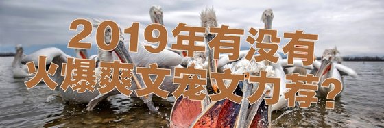 2019年有沒有\火爆爽文寵文力薦？